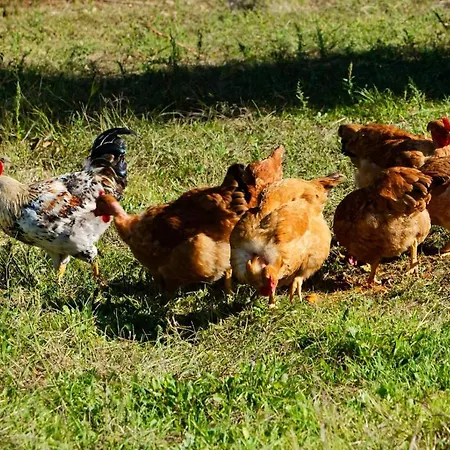 Σπίτι διακοπών Refugios Do Rio Dao