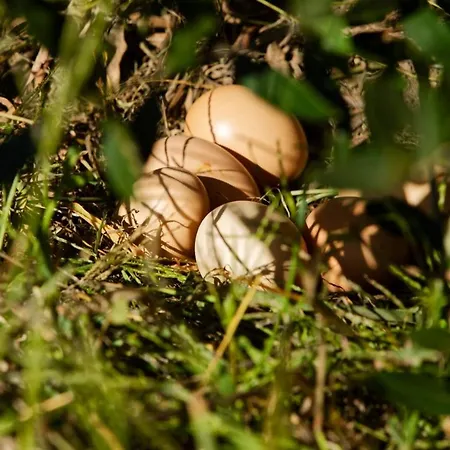 Casa vacanze Refugios Do Rio Dao Mangualde