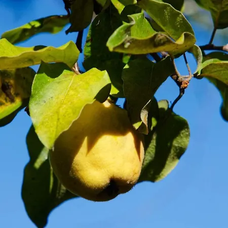 Refugios Do Rio Dao * Mangualde