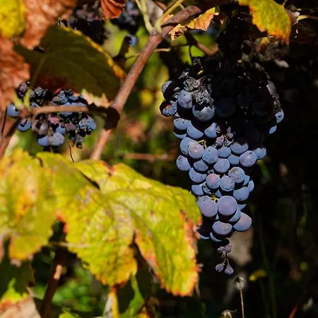 Refugios Do Rio Dao Σπίτι διακοπών *