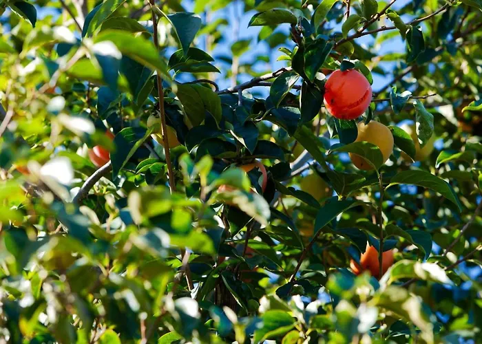 Refugios Do Rio Dao Hébergement de vacances