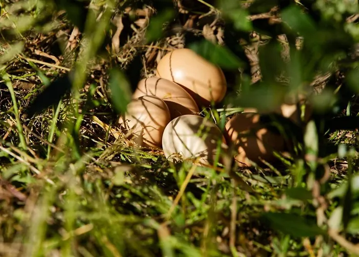 Hébergement de vacances Refugios Do Rio Dao Mangualde