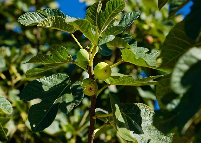 Refugios Do Rio Dao *
