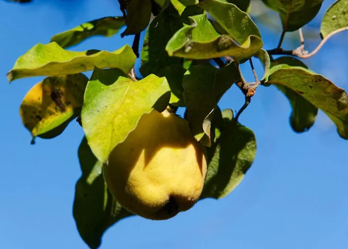 Refugios Do Rio Dao * Mangualde