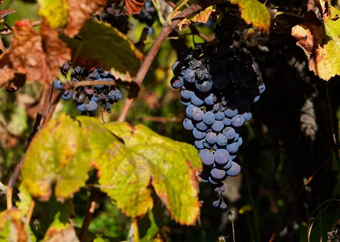 Refugios Do Rio Dao Hébergement de vacances *